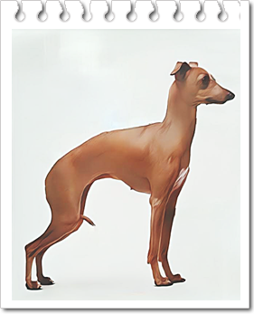 안녕soni
시각하운드.이탤리언 그레이하운드(Italian Greyhound)