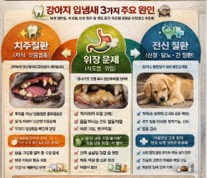 강아지 입에서 썩은내,시큼하거나 비릿한 냄새,암모니아냄새,달콤한내새,심한부패냄새 나는 이유는?(치주질환,위장질환,전신질환)