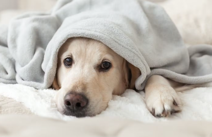 누워있는 강아지