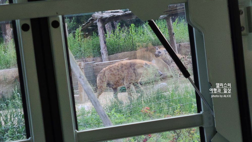 에버랜드 사파리 월드 꿀팁 (예약, 트램 좌석), 자유이용권 할인