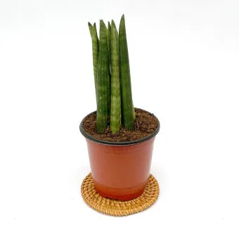 스투키 키우는 방법, 물주기, 굵게 키우는법, 꽃, 분갈이, 자르기_30