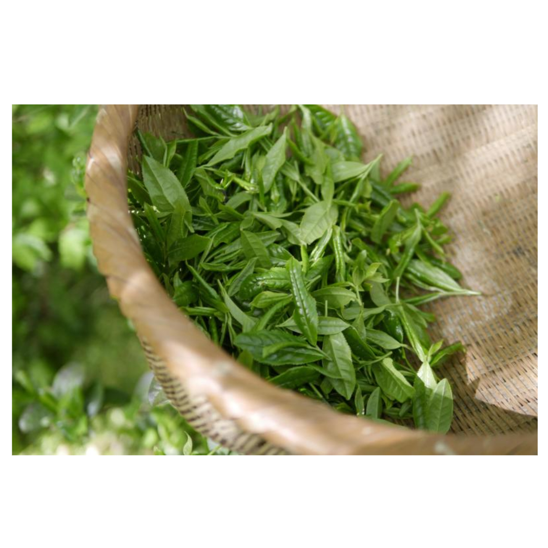 보이차와 관련된 사진입니다.