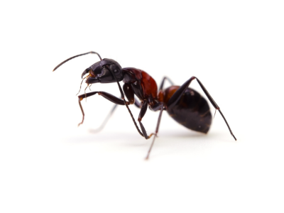 개미가 집에 들어오는 꿈 해몽 해석 의미