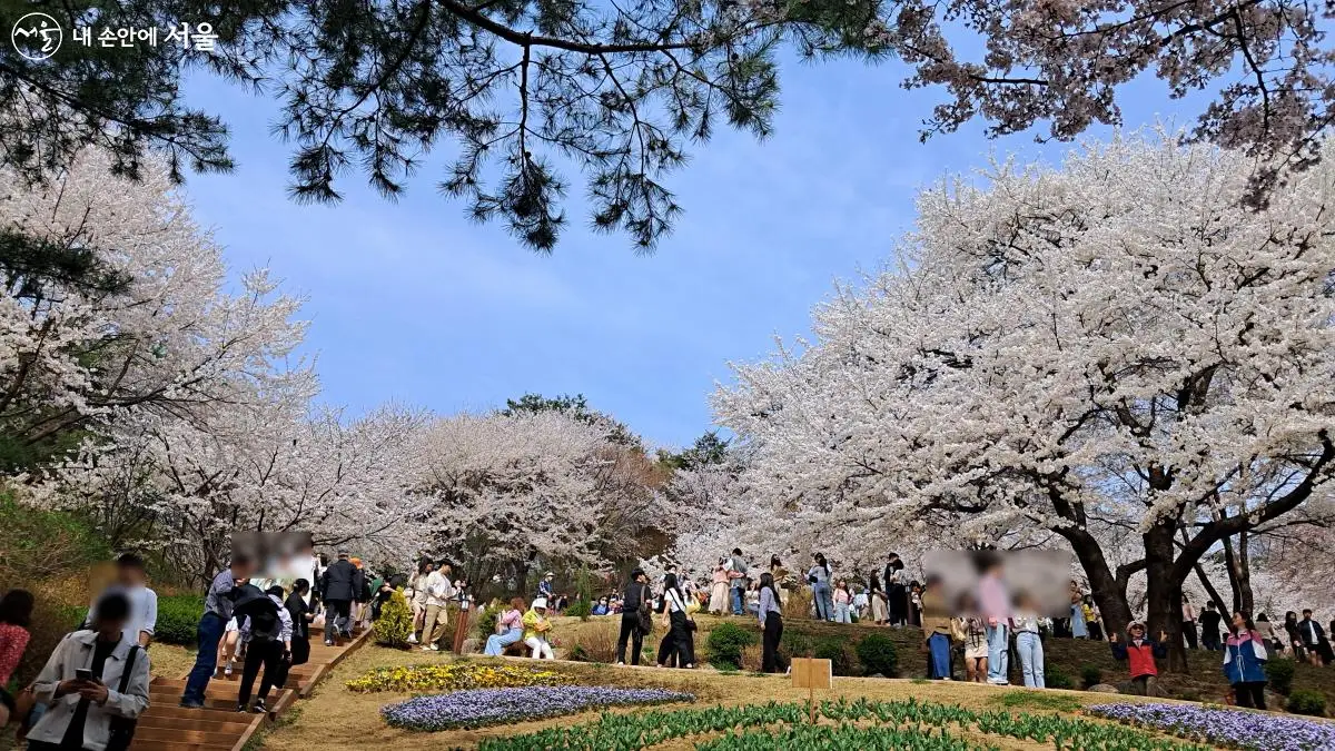 연희숲속쉼터 벚꽃