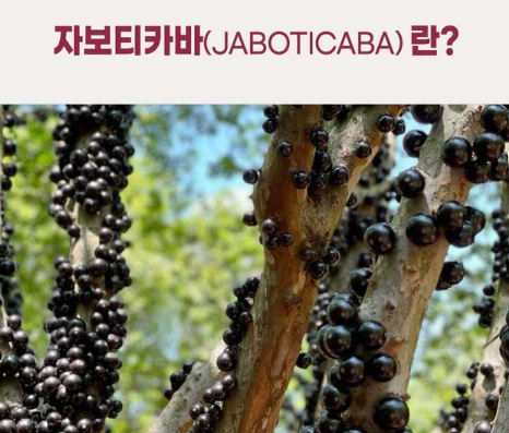 자보티카바 열매