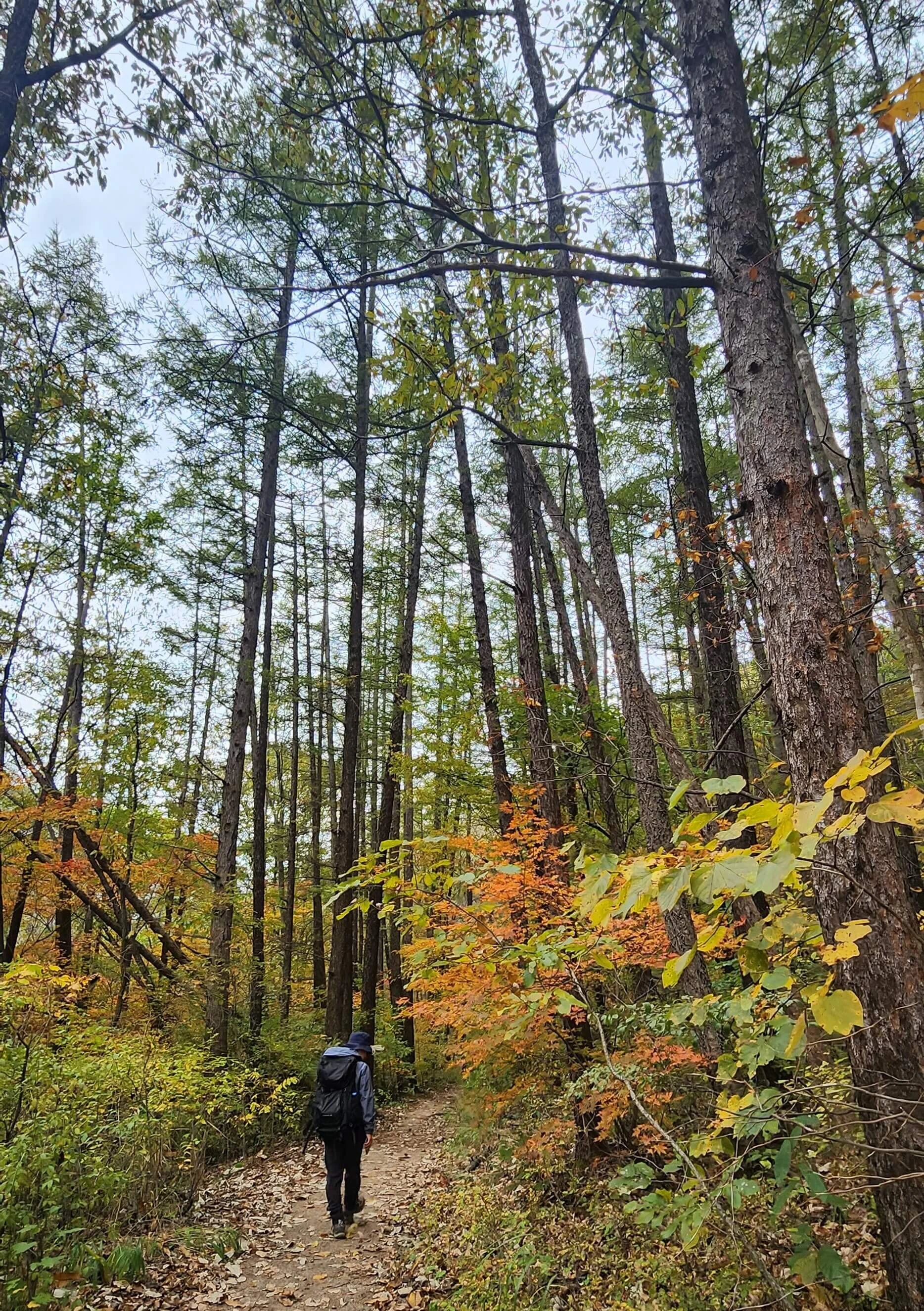 칠보산의 하산길에 단풍길을 걷는 못브