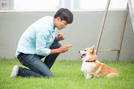 강아지 짖음 훈련시키는 방법