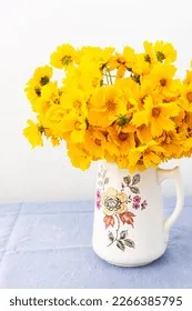 카모마일 재배 직파 심기 연속 개화 수확 건조_5