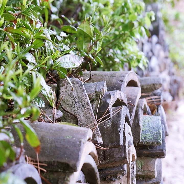 이만기 동네한바퀴 보성 떡차 맛집 발효차 소개