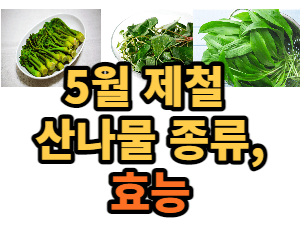 봄나물 종류와 효능
