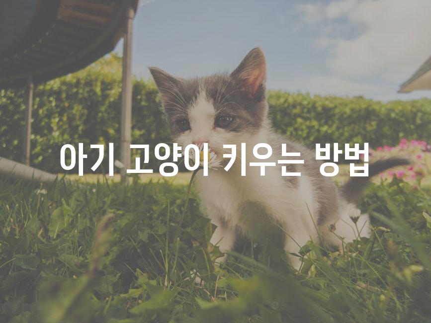Kittens 8