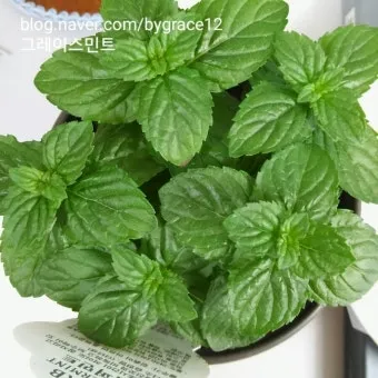 페퍼민트 키우기 물주기 삽목번식 햇빛관리 상쾌한 실내 허브_14