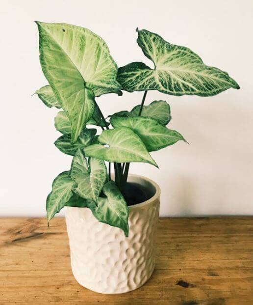 싱고니움-(Syugonium)