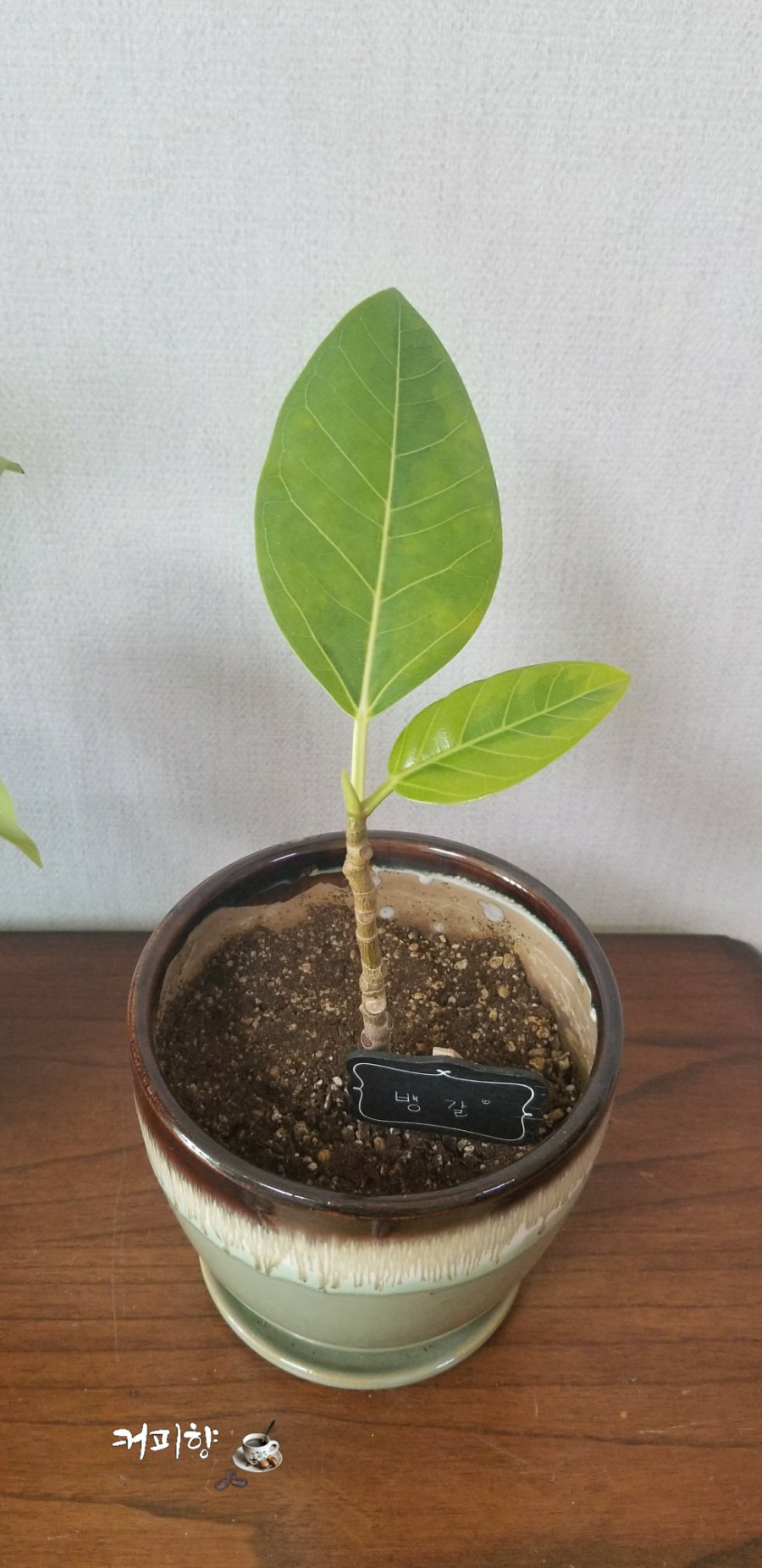 뱅갈고무나무 가지치기 후 물꽂이 성공