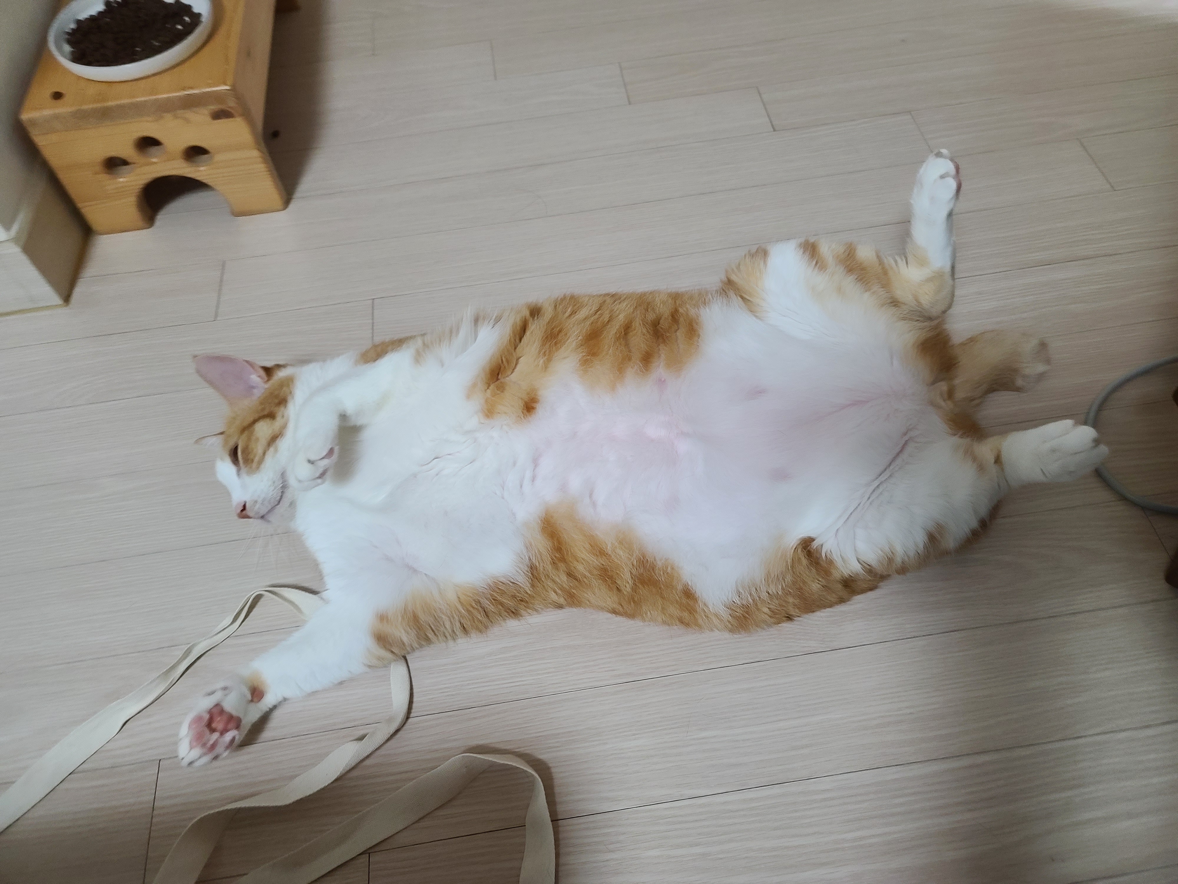 엄마가 부르면 언제든 달려오는 귀여운 고양이 호야