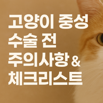 고양이 중성화 수술 전 필수 체크포인트 10가지 (공복·검사·비용 팁)