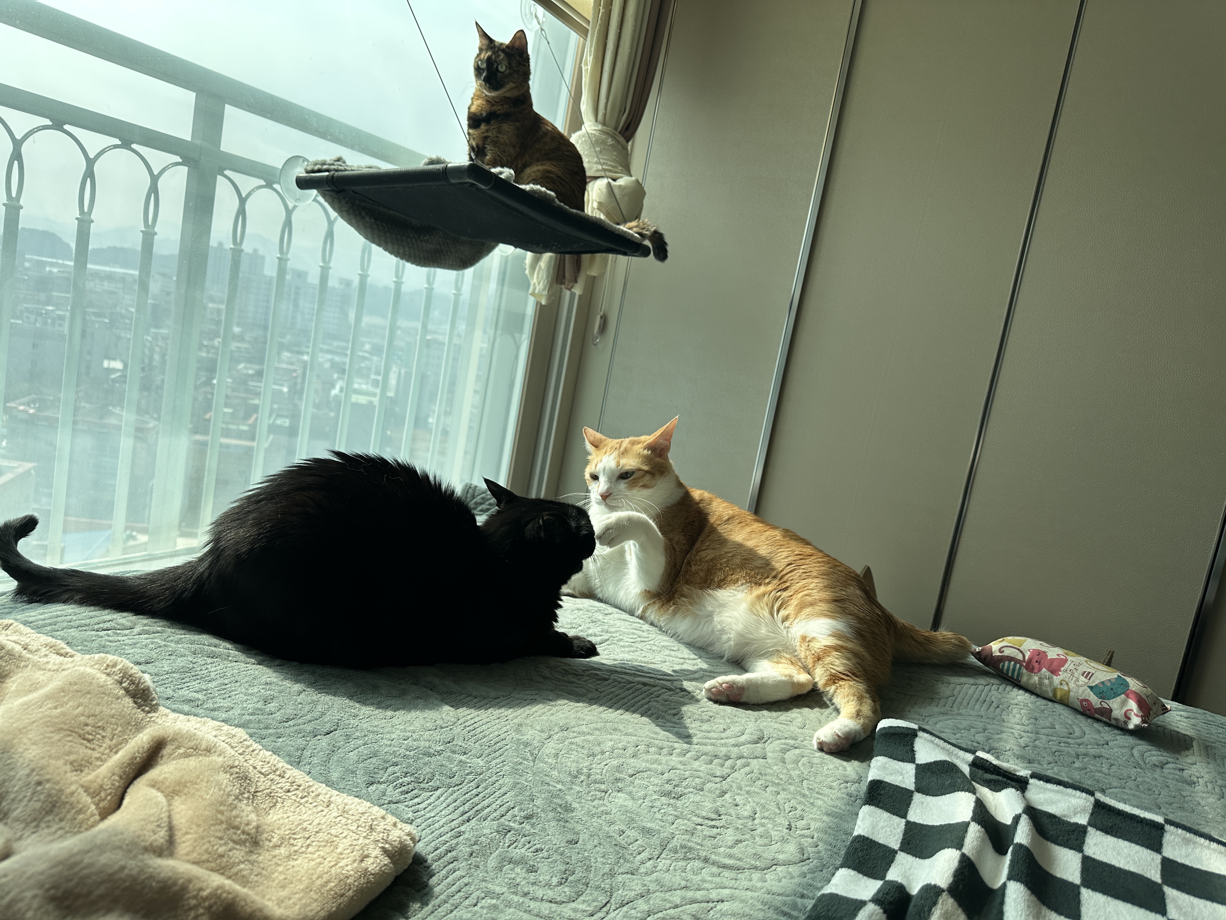 철든 형아와 철없는 동생