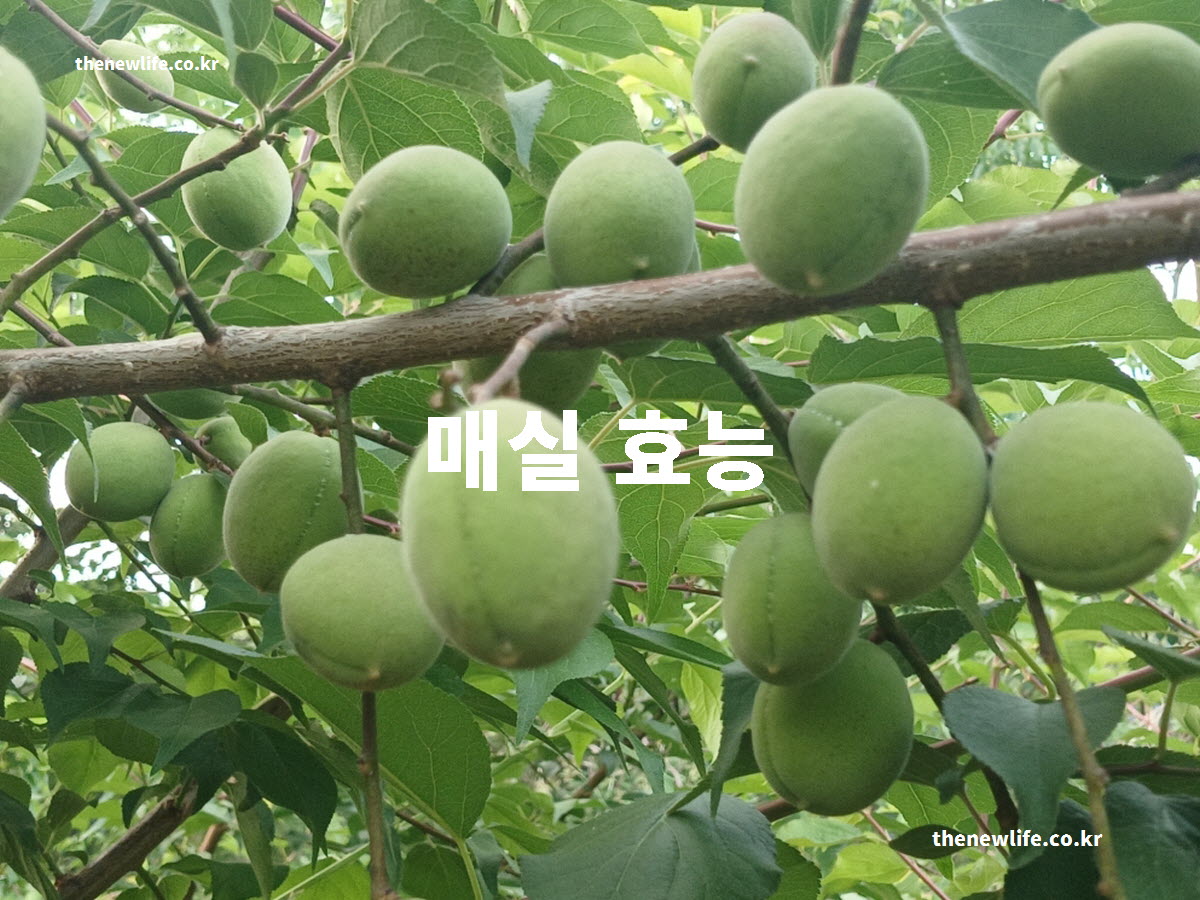 매실 효능 대표 실사진