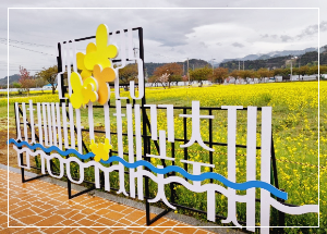 맹방 유채꽃 축제 