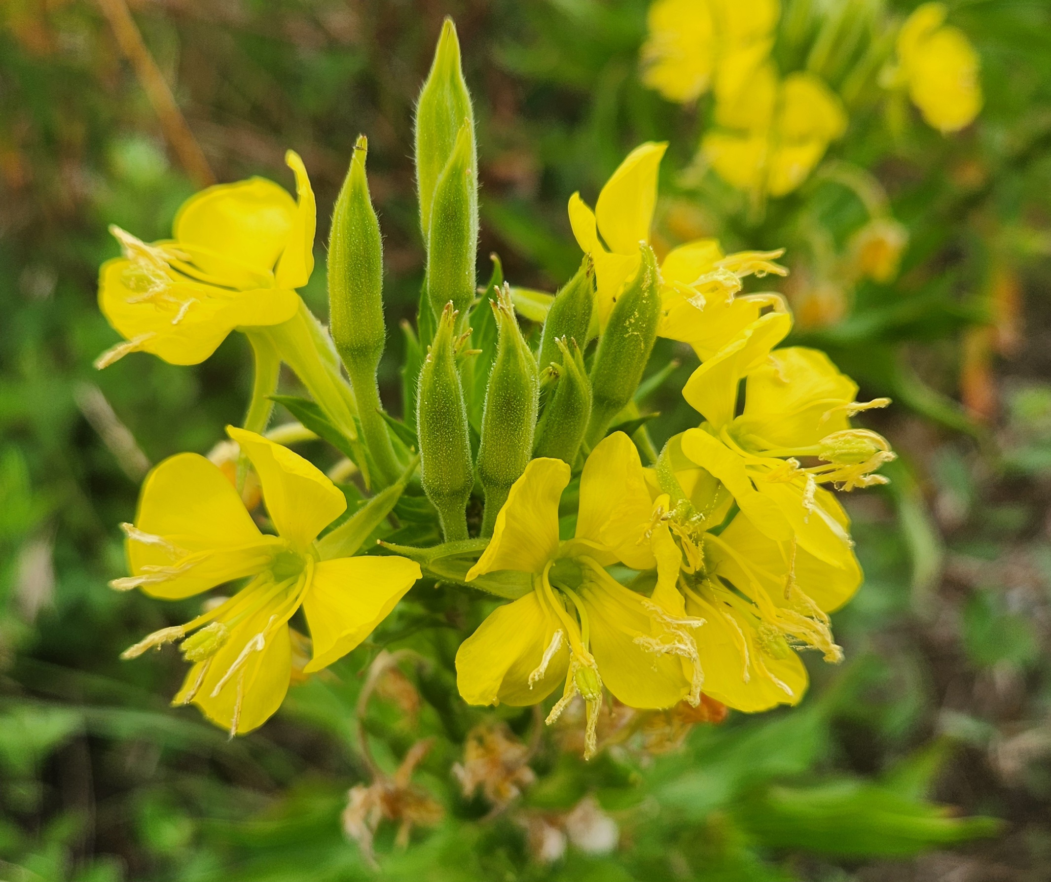 노란 꽃잎이 인상적인 달맞이꽃
