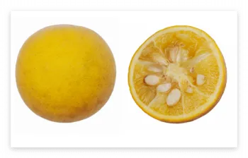 탱자 효능 및 영양성분