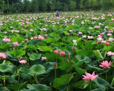 세미원 연꽃축제