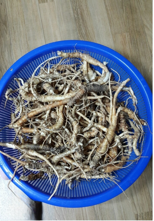 30년 살림꾼이 직접 고른 튼실한 흙도라지 1kg을 파란 소쿠리에 담아 손질 준비를 마친 모습입니다.