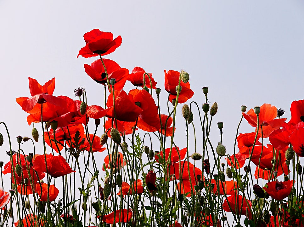 수원 탑동시민농장