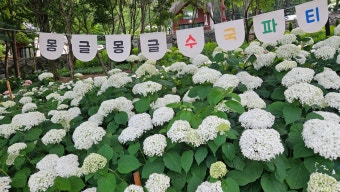 진주 월아산 수국축제