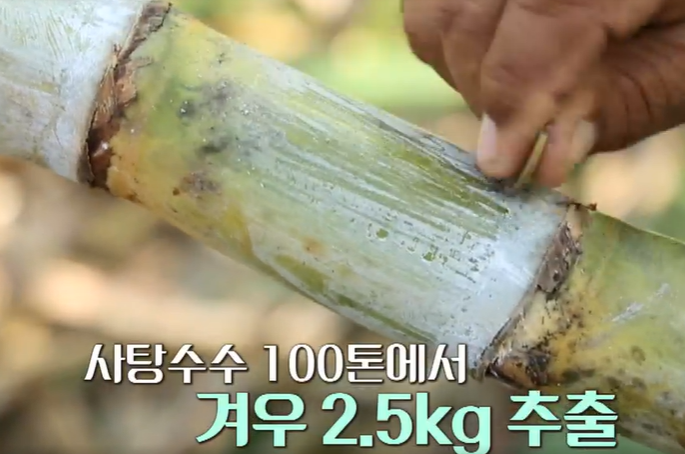 폴리코사놀