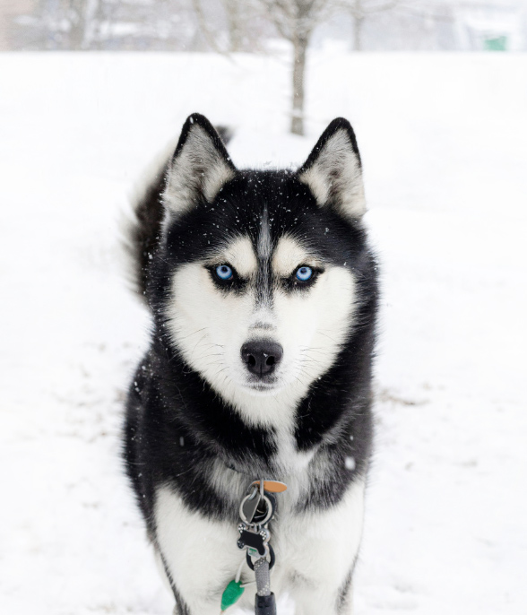 시베리안 허스키