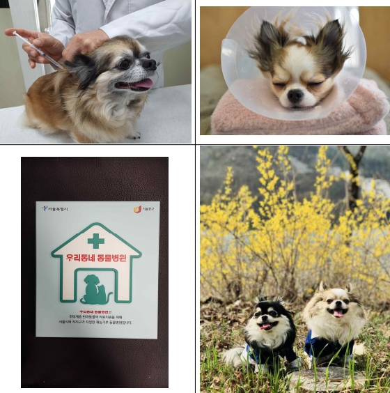 반려동물 지원비