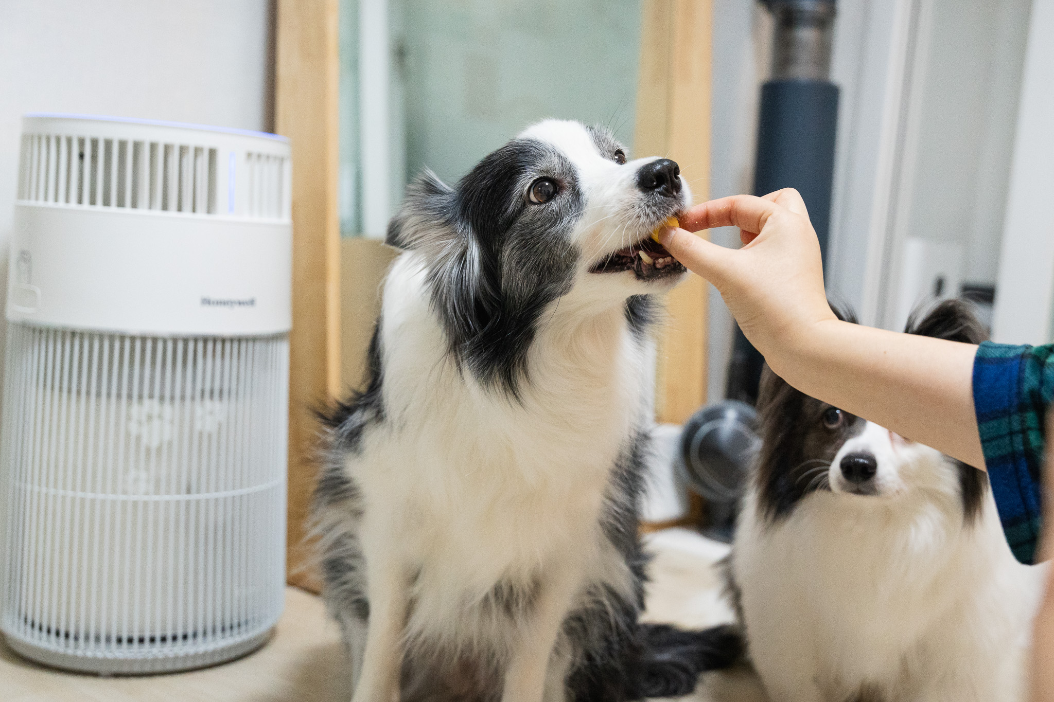 고양이 강아지 간식 고로고로 동결건조 메추리 노른자