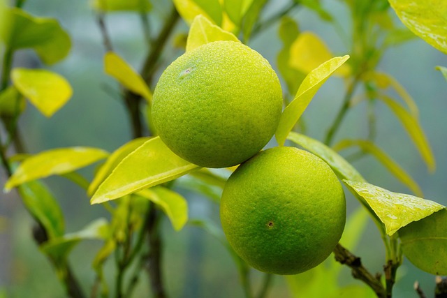 비타민C 효능 총정리