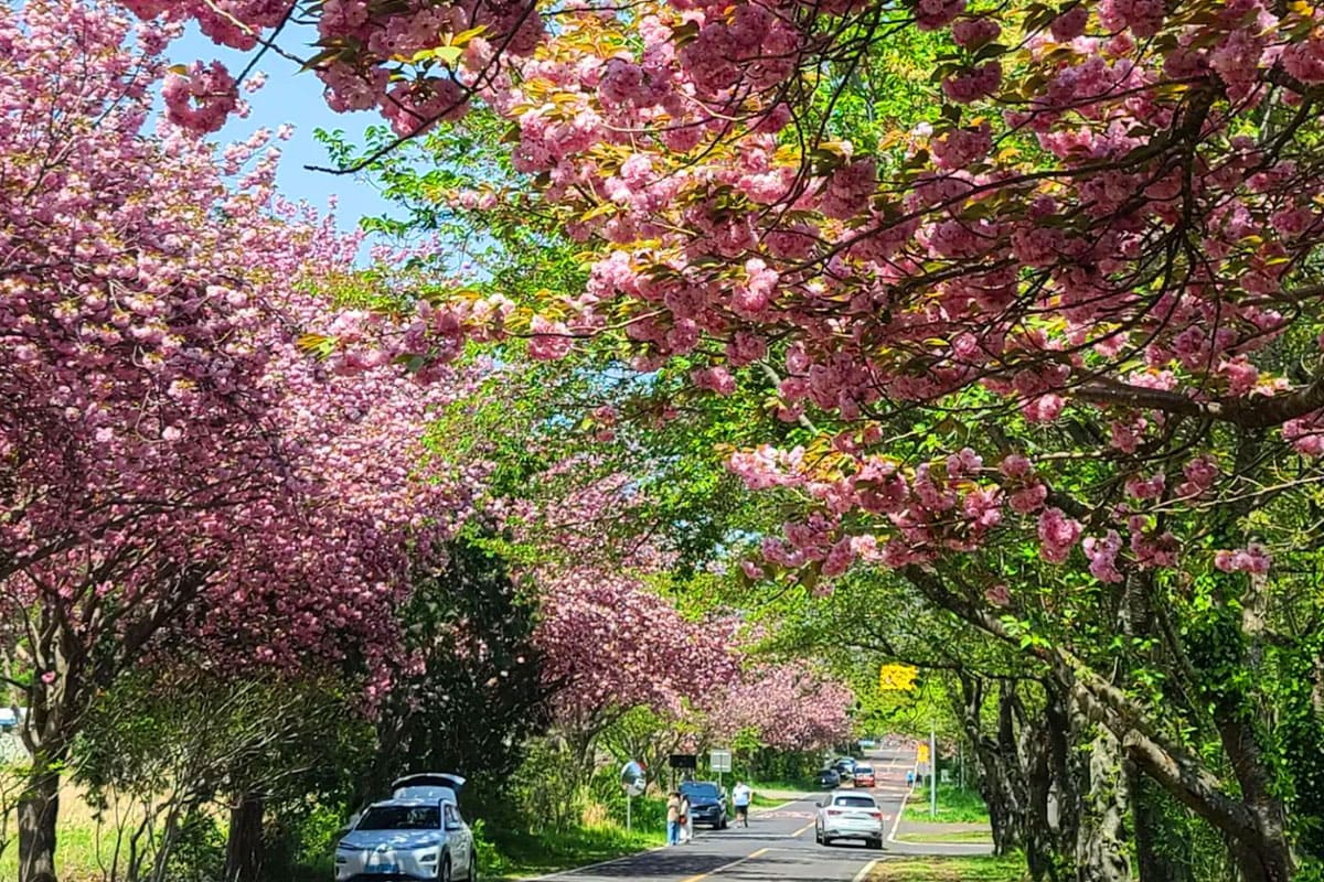 오라cc입구-겹벚꽃-터널
