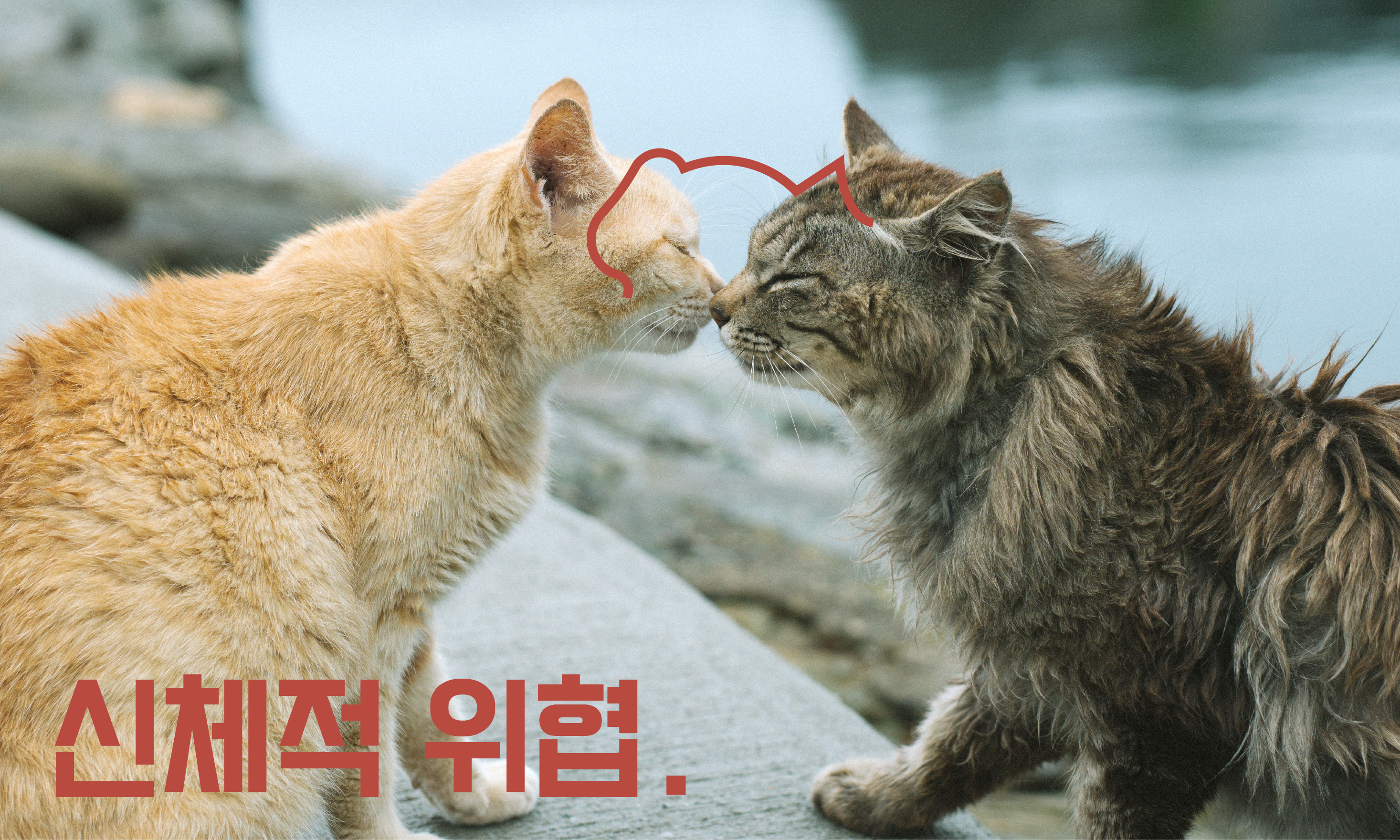 길냥이-위험