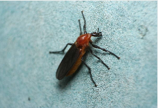 러브버그 퇴치방법7