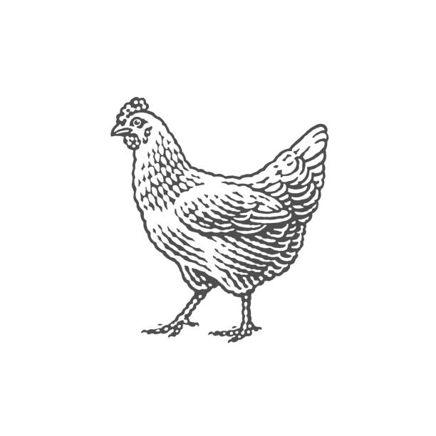 닭 꿈 해몽 10가지