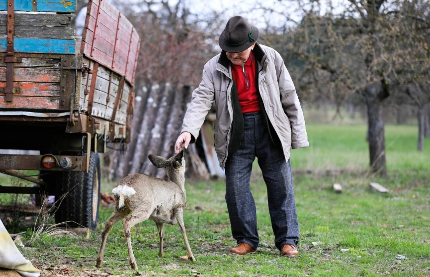 반려동물과 노인