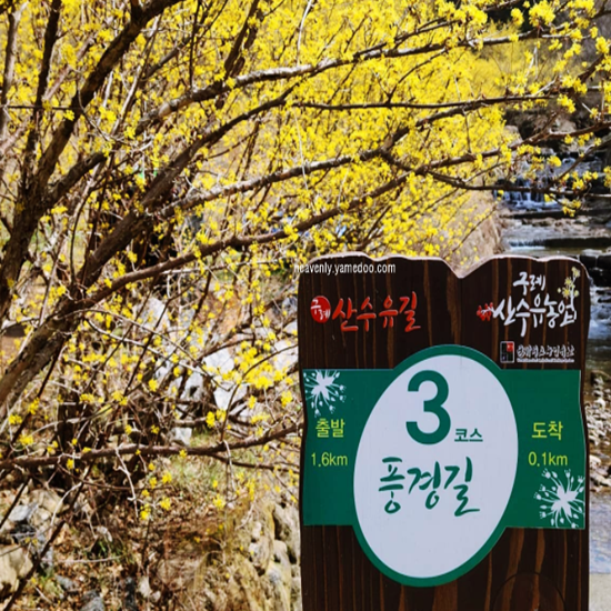 구례 산수유축제
