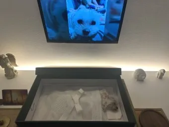 강아지 장례식장 비용 화장 무덤 법적 절차_20