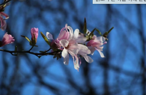 지하철 타고 떠나는 봄날의 로맨스: 뚜벅이 커플을 위한 벚꽃 명소 투어 완벽 가이드