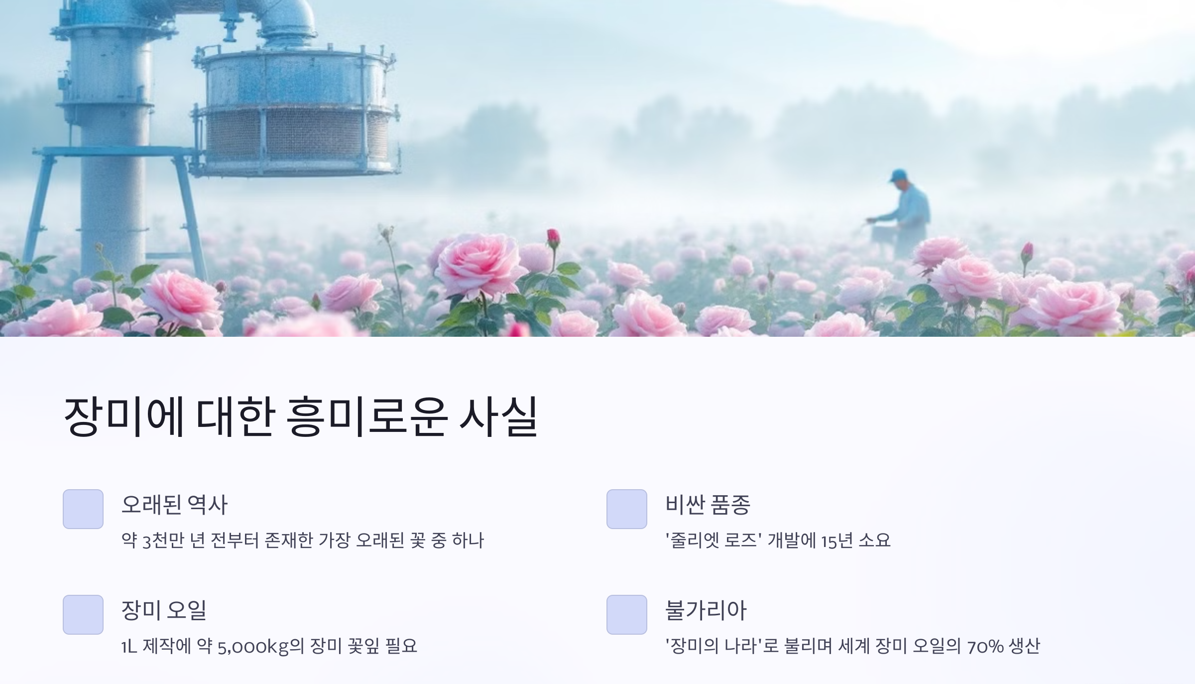 장미 이야기 사진