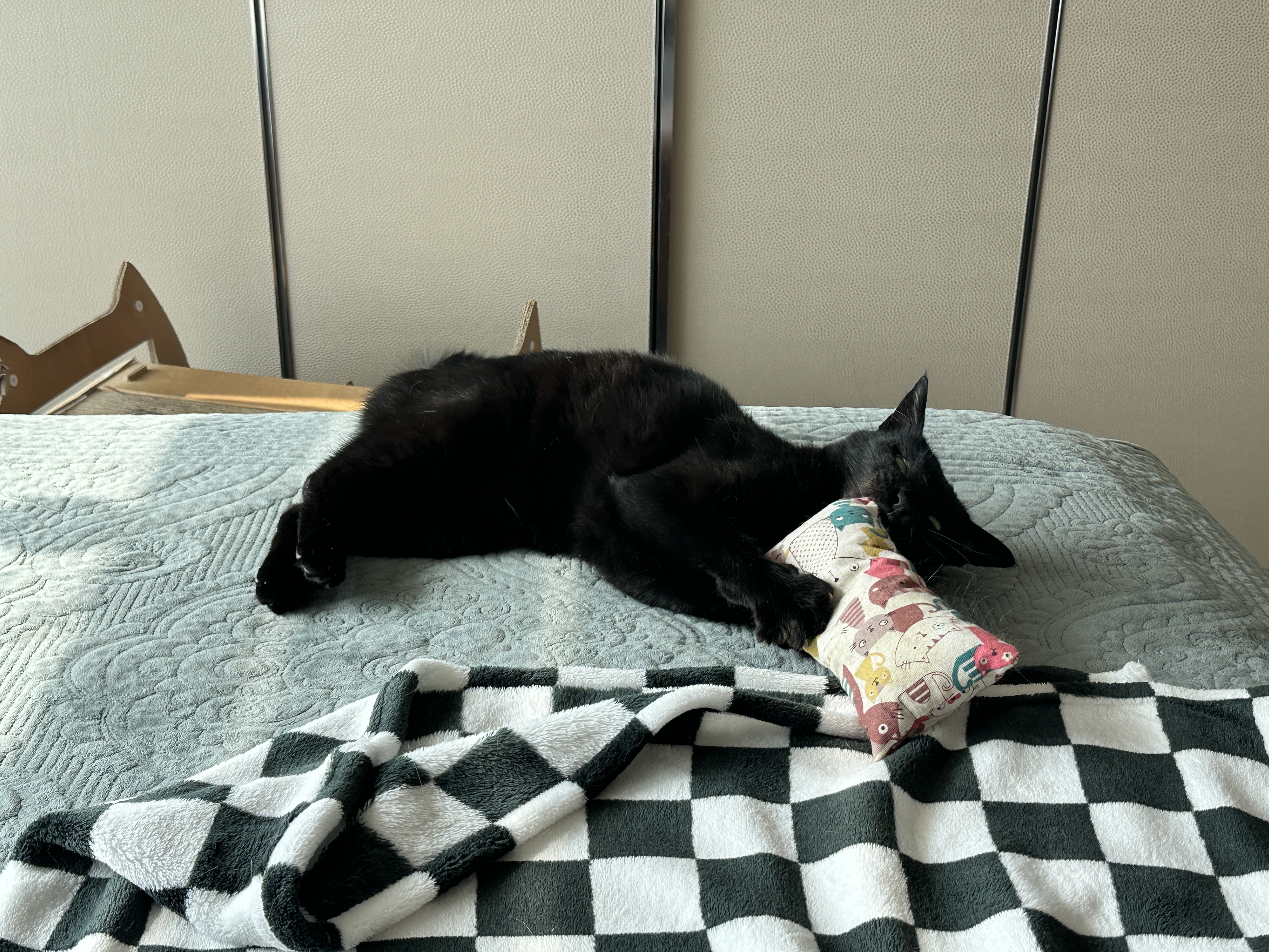 아침부터 캣닢에 취해 뒷발팡팡 남발하는 냥냥이 (feat.호야꼬리)