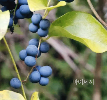 혈관개선