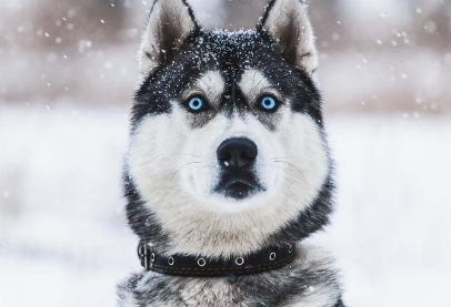 블루아이의 시베리안 허스키.