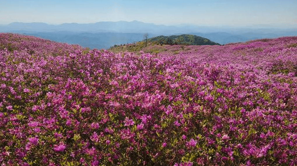 황매산 철쭉 개화시기