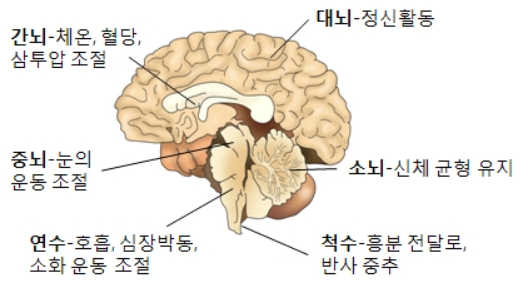 뇌의-구조
