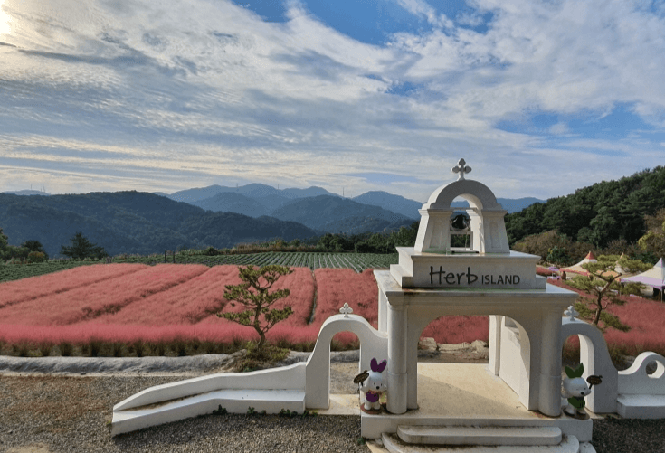허브아일랜드 핑크뮬리축제