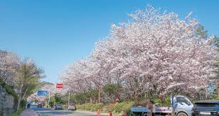 부산 달맞이길 벚꽃 드라이브 코스